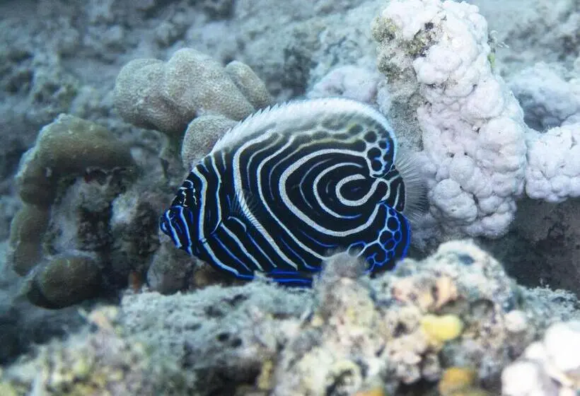 酒店 Swisstouches Resort & Spa Marsa Alam