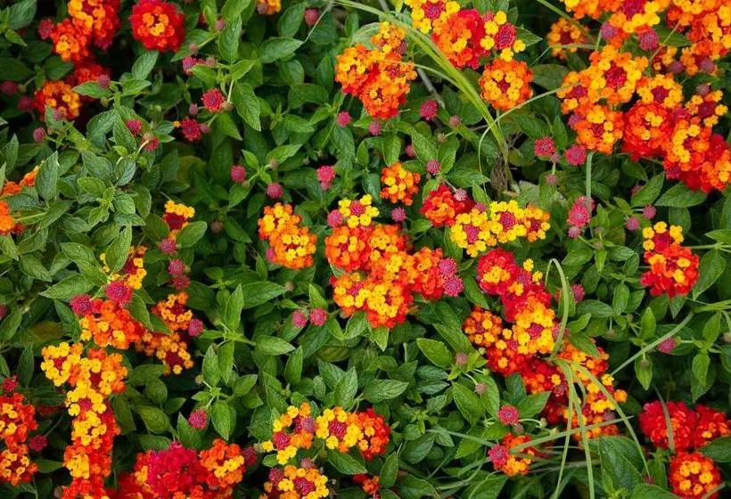 Park Hotel Porto Istana