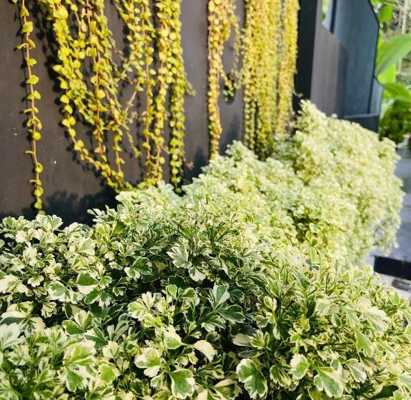 Pensão Sun White Villa