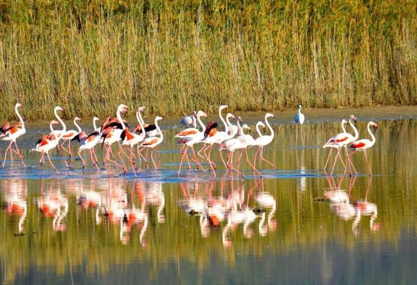 צימר Guest House Ajo  A Mulinu