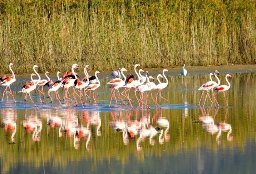 تختخواب و صبحانه Guest House Ajo  A Mulinu