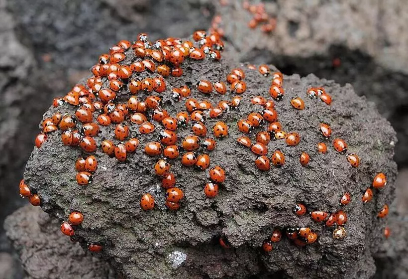 ベッドアンドブレックファースト Etna En Vie