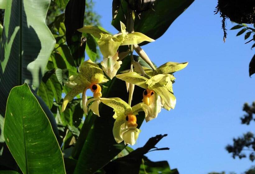 مبيت وإفطار Pura Vida