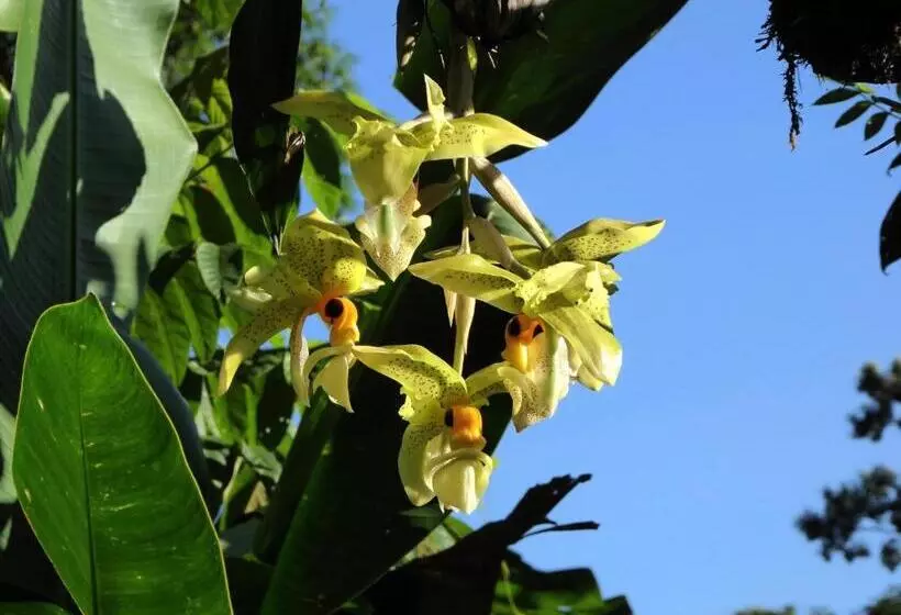 تختخواب و صبحانه Pura Vida