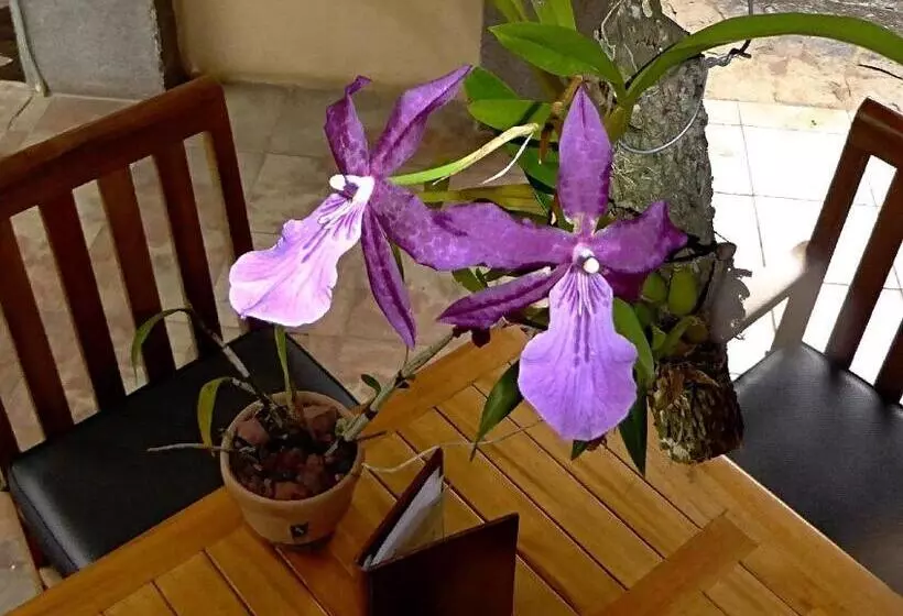 تختخواب و صبحانه Pura Vida