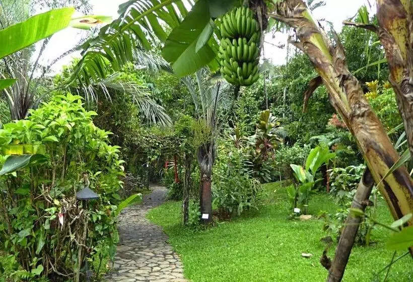 تختخواب و صبحانه Pura Vida