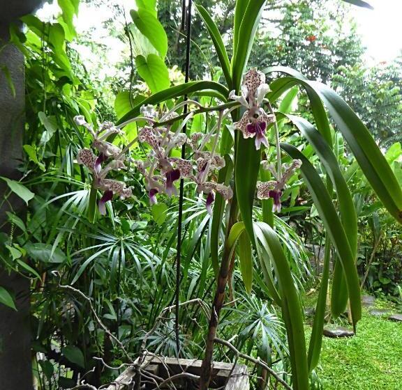 مبيت وإفطار Pura Vida