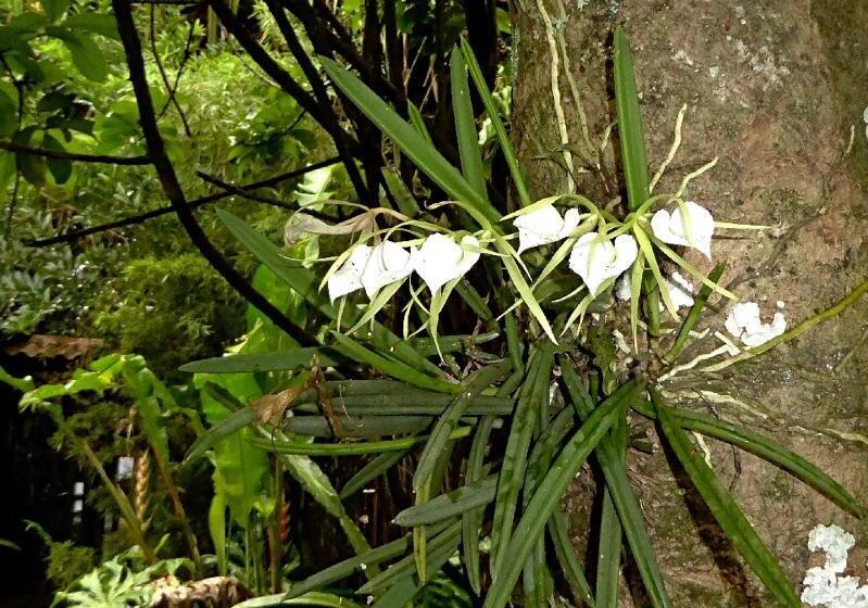 مبيت وإفطار Pura Vida