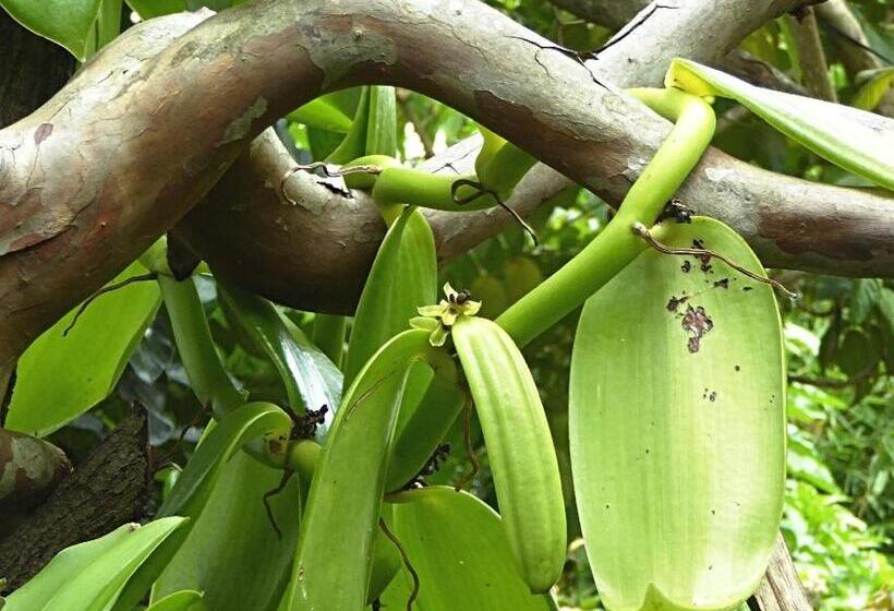 مبيت وإفطار Pura Vida