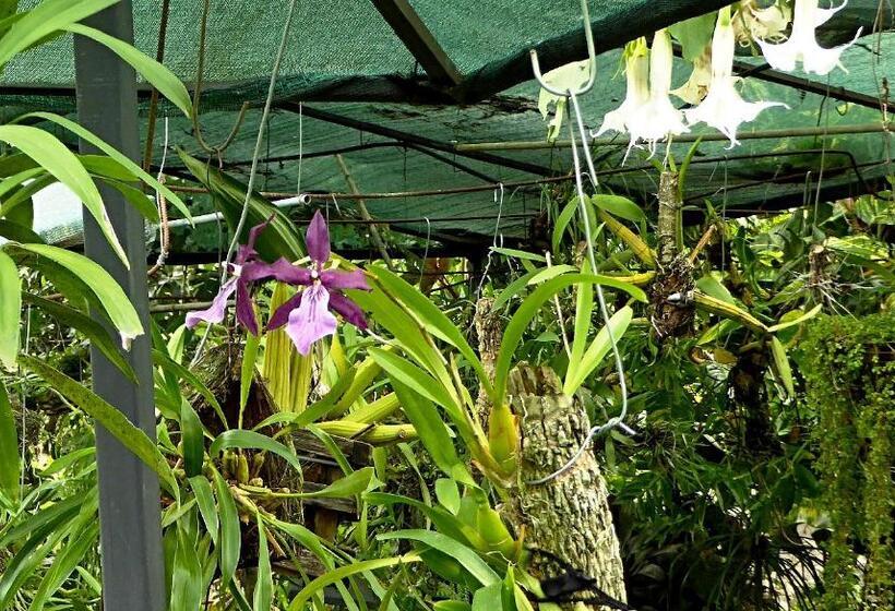 مبيت وإفطار Pura Vida