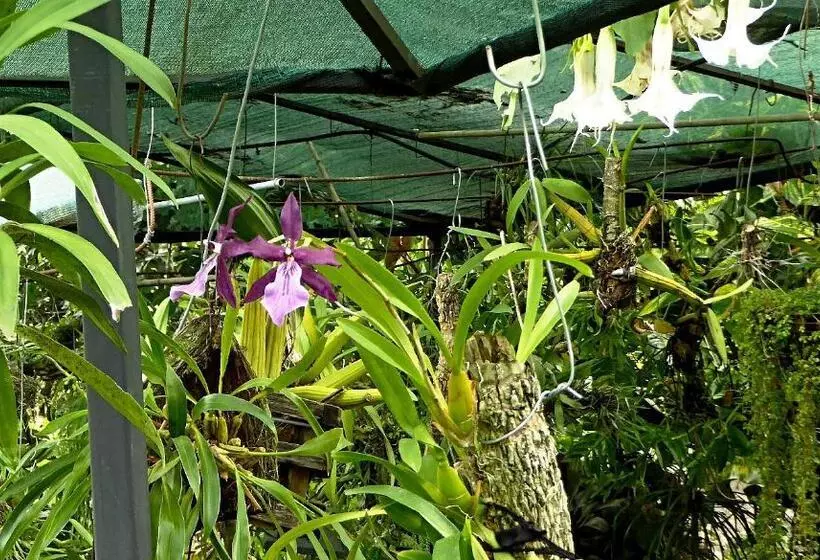 تختخواب و صبحانه Pura Vida