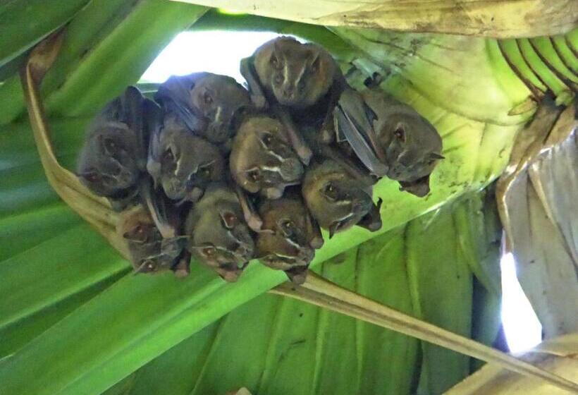 مبيت وإفطار Pura Vida