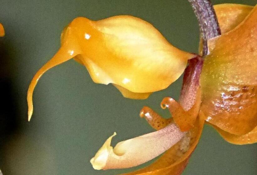 مبيت وإفطار Pura Vida