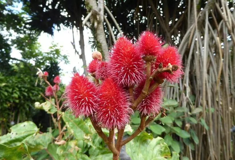 تختخواب و صبحانه Pura Vida