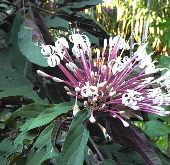 تختخواب و صبحانه Pura Vida