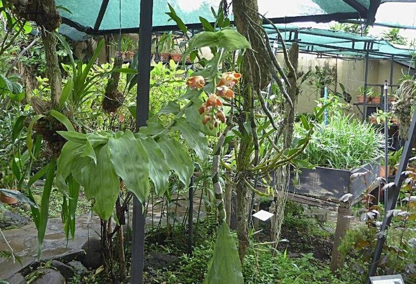 مبيت وإفطار Pura Vida