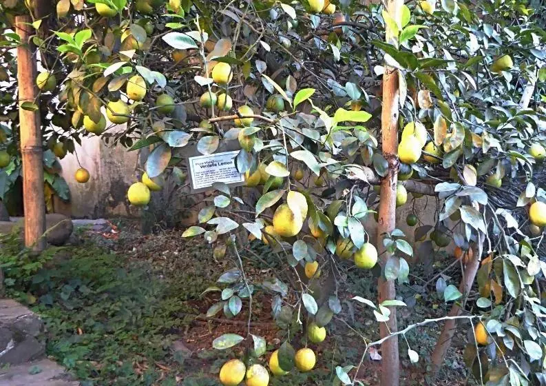 تختخواب و صبحانه Pura Vida