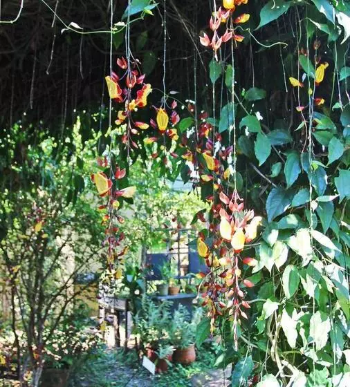 تختخواب و صبحانه Pura Vida