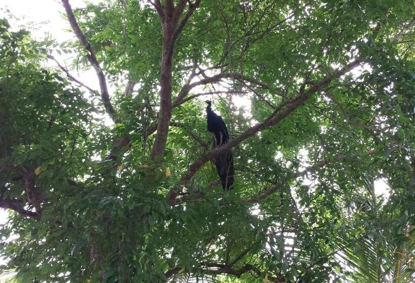 Pensió Yaye Guest House