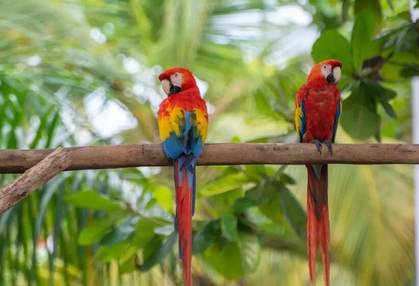 Hotelli Coconuco Beach Palomino