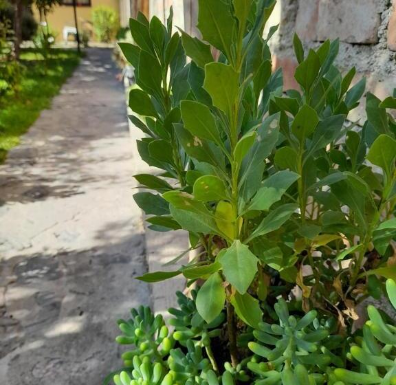 Majatalo Mamaku Huasi