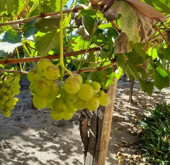 Majatalo Mamaku Huasi