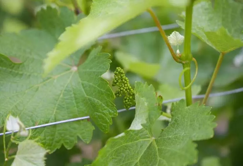 Aamiaismajoitus (B&B) The Setting Inn Willamette Valley