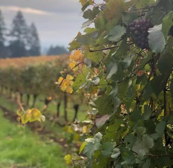 Aamiaismajoitus (B&B) The Setting Inn Willamette Valley