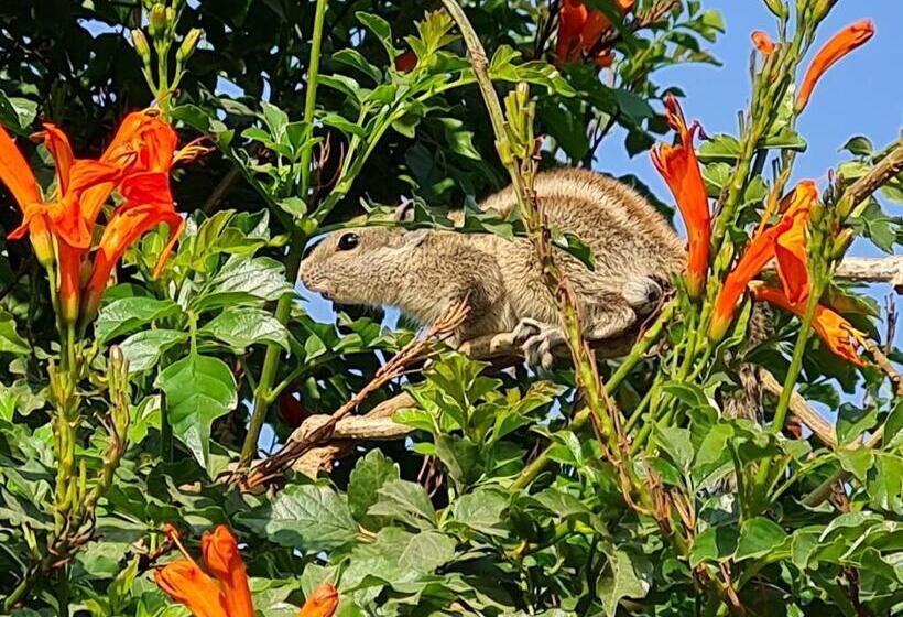 Hotel Divine Palace Pushkar