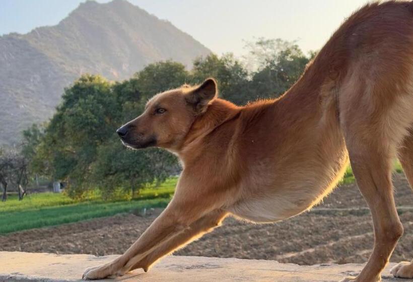 Hotel Divine Palace Pushkar