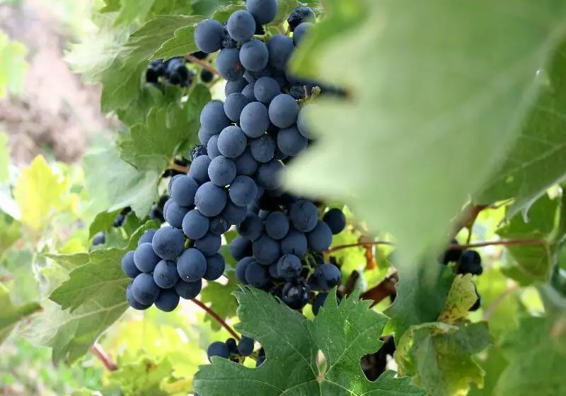 호텔 Milagros Rio Riaza