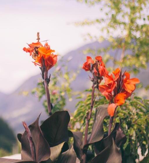 بنسيون Nefer, Haus