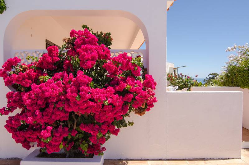 هتل Varandas Do Atla¢ntico