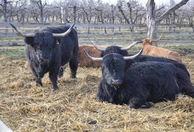 膳宿费 Casa Mayr Bazna