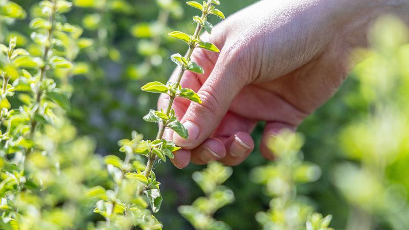 فندق Val Di Sogno  Adults Only