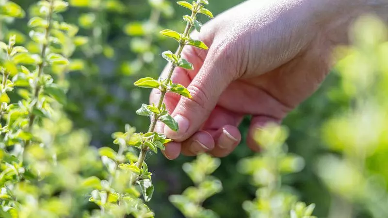 호텔 Val Di Sogno  Adults Only