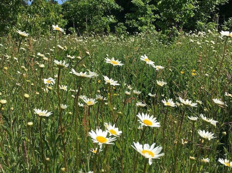 Отель Hollicarrs Newlands