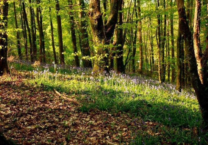 Hotel Kinnitty Castle