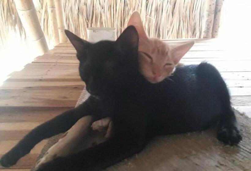 پانسیون Jui Chi Mama