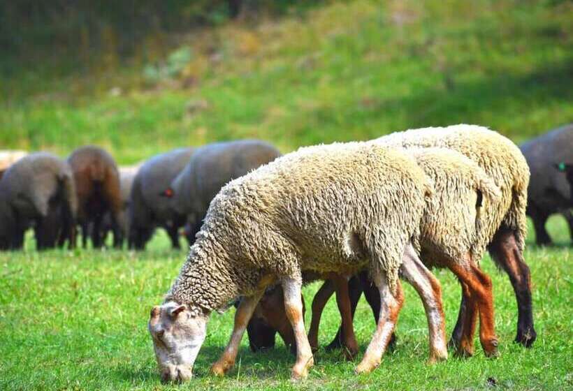 Beautiful 8 Bed Cottage In Celorico With Pool