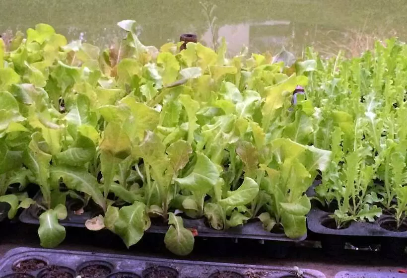 Hotel Narittaya Resort And Spa