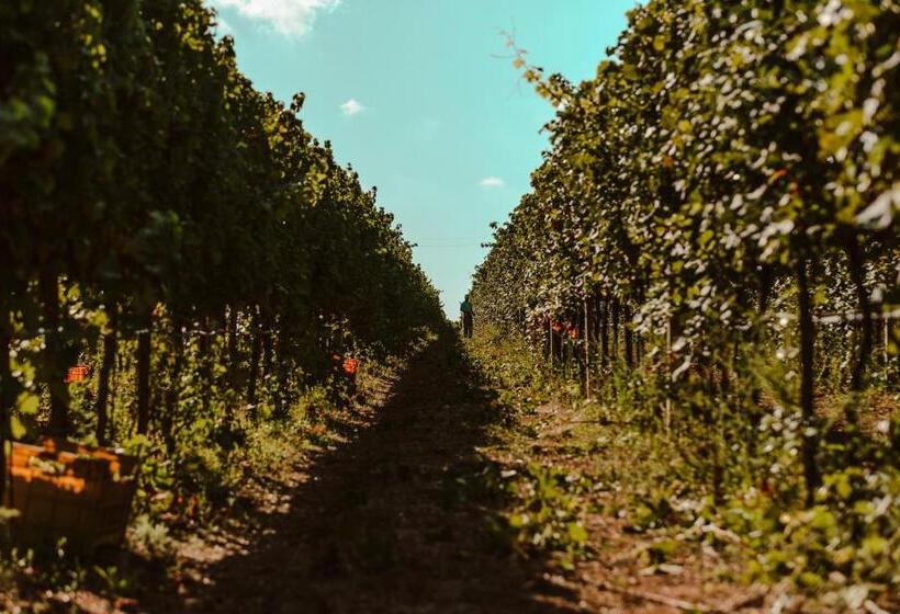 צימר La Vinia Bed&wine Experience   Adults Only