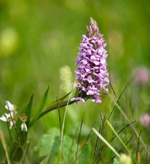 ホテル Restaurant Formarin