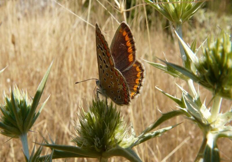 Apartamentos Rurales Campillo