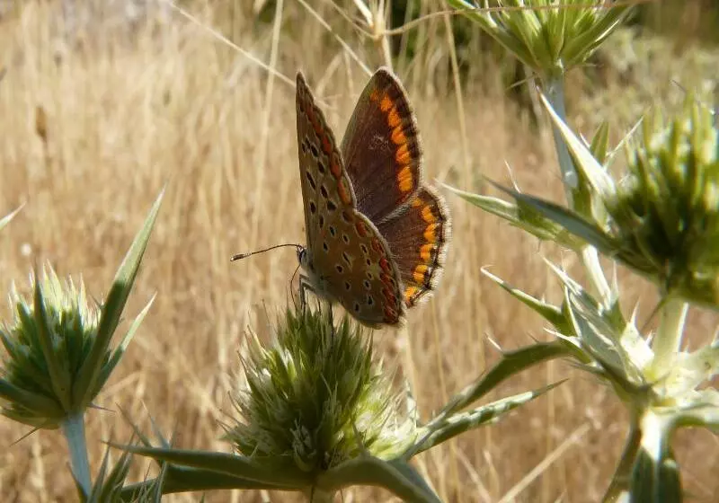 Apartamentos Rurales Campillo