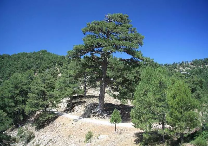 Apartamentos Rurales Campillo