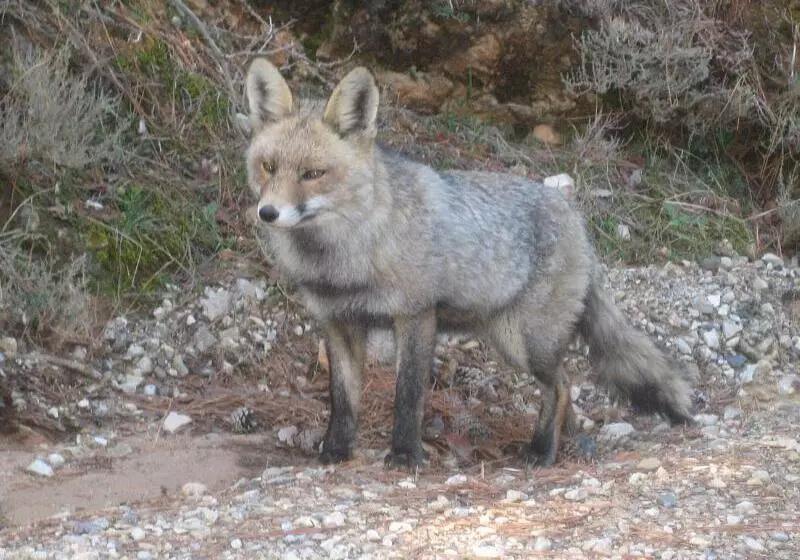 Apartamentos Rurales Campillo