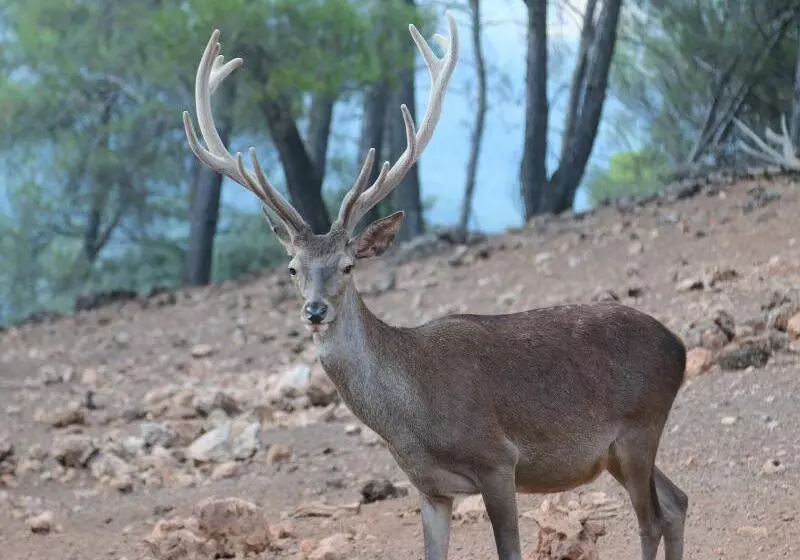 Apartamentos Rurales Campillo
