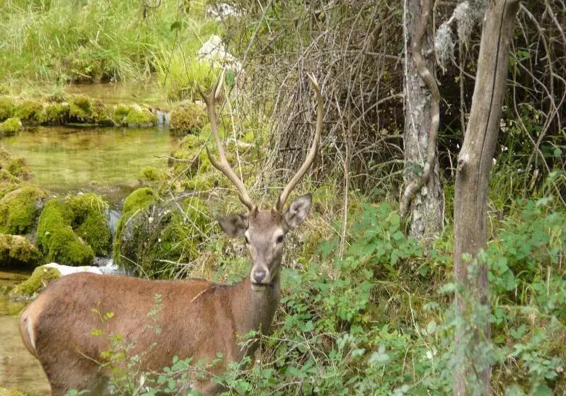 Apartamentos Rurales Campillo