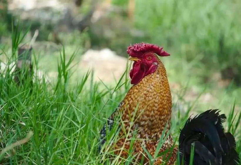 Aamiaismajoitus (B&B) Finca Umnisa   Choachi